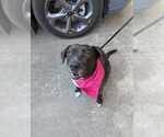 Small Labrador Retriever Mix