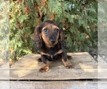 Demi - Female Dachshund Puppy for Sale - Photo #3