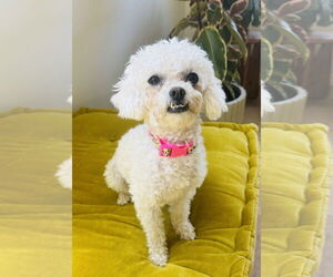 Poodle (Miniature) Dogs for adoption in Marina Del Rey, CA, USA