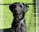 Small Photo #7 Wirehaired Pointing Poodle Puppy For Sale in San Diego, CA, USA