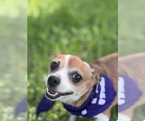 Chihuahua Dogs for adoption in Oakhurst, NJ, USA