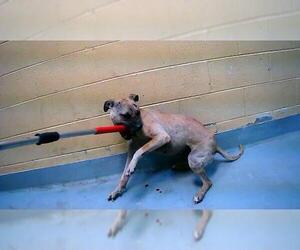 Mutt Dogs for adoption in Tulsa, OK, USA