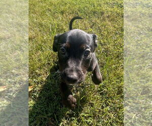 Borador Dogs for adoption in Aurora, IN, USA