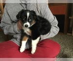 Small Photo #1 Australian Shepherd Puppy For Sale in SHOSHONE, ID, USA