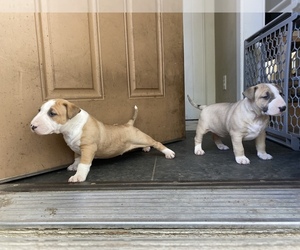Bull Terrier Puppy for sale in MINNEAPOLIS, MN, USA