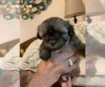 Small Photo #5 Maltipoo Puppy For Sale in WETUMPKA, AL, USA