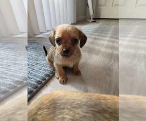 Medium Dachshund-Shorkie Tzu Mix
