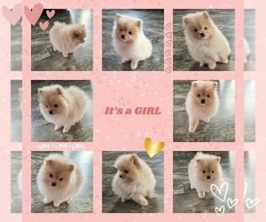 Pomeranian Puppy for sale in SILVERTON, OR, USA