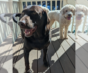 Mother of the Labradoodle puppies born on 05/23/2025