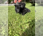 Small #6 German Shepherd Dog