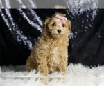 Small #2 Maltipoo