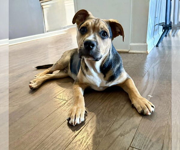 Medium Photo #1 Mutt Puppy For Sale in Greenville, SC, USA