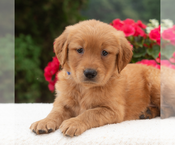 Medium Photo #5 Golden Retriever Puppy For Sale in NEWPORT, PA, USA