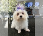 Small Maltese