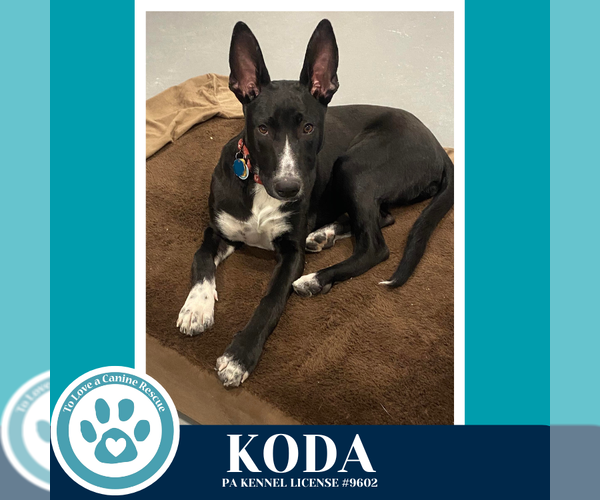 Medium Photo #14 Border Collie-Unknown Mix Puppy For Sale in Kimberton, PA, USA