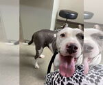 Small #7 American Pit Bull Terrier Mix