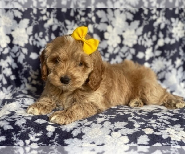 Medium Photo #12 Cockapoo Puppy For Sale in LAKELAND, FL, USA