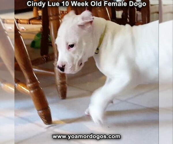 Medium Photo #104 Dogo Argentino Puppy For Sale in PINEVILLE, MO, USA