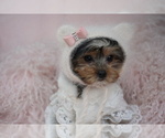 Puppy Puppy 6 Yorkshire Terrier