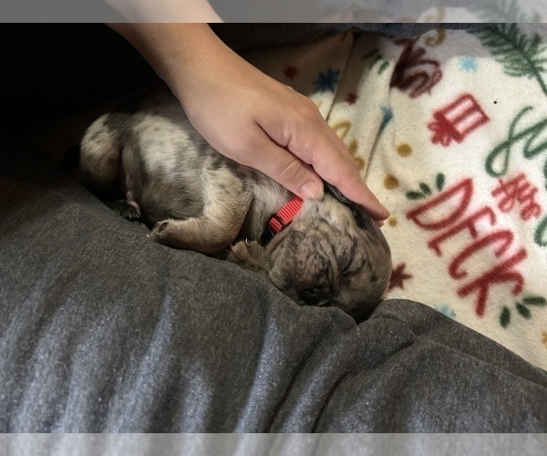 Medium Photo #7 Pug Puppy For Sale in BLOOMINGTON, IL, USA