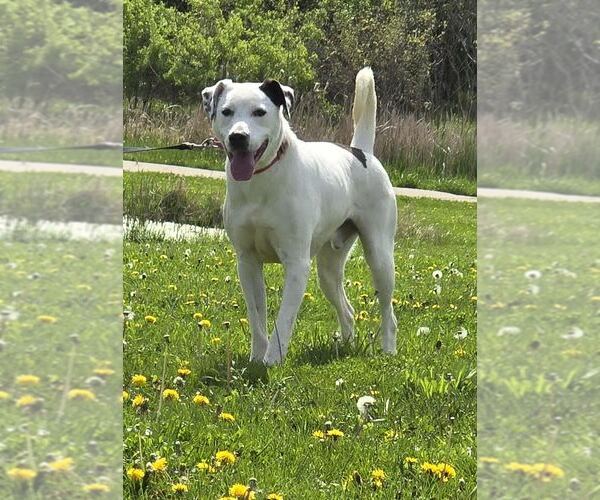 Medium Photo #3 Mutt Puppy For Sale in Oskaloosa, IA, USA