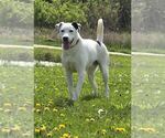 Small #2 Mutt