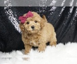 Puppy Strawberry F1 Maltipoo