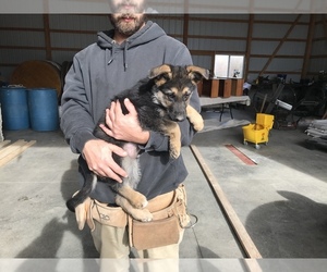 German Shepherd Dog Puppy for sale in WAPAKONETA, OH, USA