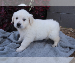 Golden Retriever Puppy for sale in SHILOH, OH, USA