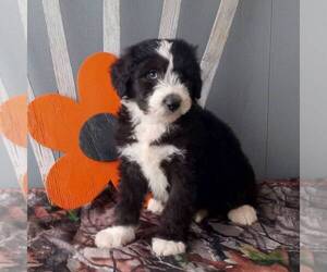 Poodle (Standard)-Siberian Husky Mix Puppy for sale in CANAJOHARIE, NY, USA