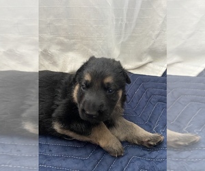 German Shepherd Dog Puppy for sale in BRISTOL, CT, USA