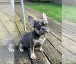 Small Photo #8 French Bulldog Puppy For Sale in HILLSBORO, OR, USA