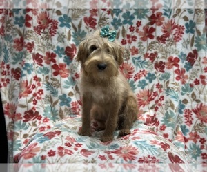 Miniature Labradoodle Puppy for sale in LAKELAND, FL, USA