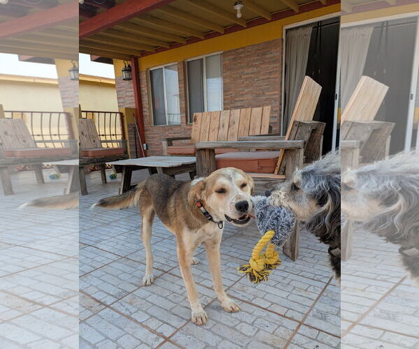 Medium Photo #3 Mutt Puppy For Sale in San Diego, CA, USA