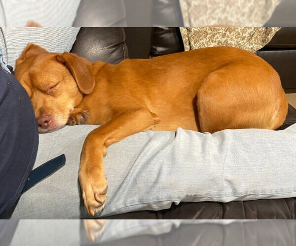 Medium Photo #4 Unknown-Vizsla Mix Puppy For Sale in Oakhurst, NJ, USA