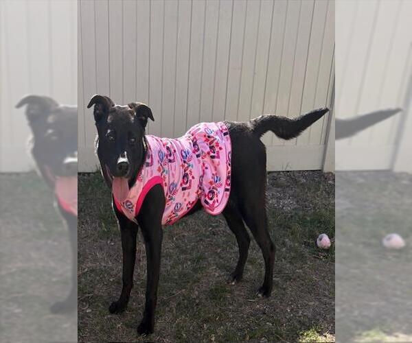 Medium Photo #3 Labrador Retriever Puppy For Sale in San Antonio, TX, USA