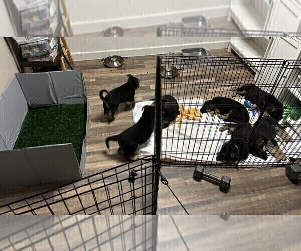 Medium Photo #10 German Shepherd Dog Puppy For Sale in SACRAMENTO, CA, USA
