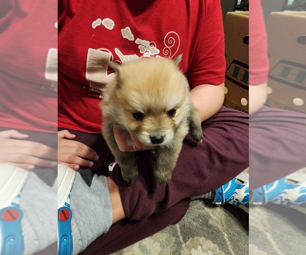Medium Photo #4 Pomeranian Puppy For Sale in MIDDLEBORO, MA, USA
