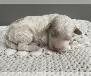 Havanese Puppy for sale in BENTON, IL, USA