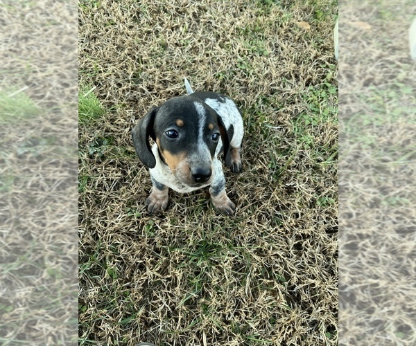 Medium Photo #7 Dachshund Puppy For Sale in LAWRENCEBURG, TN, USA