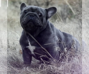 Father of the French Bulldog puppies born on 06/24/2019