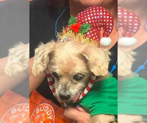 Medium Photo #5 Shih Tzu-Unknown Mix Puppy For Sale in Lewistown, PA, USA