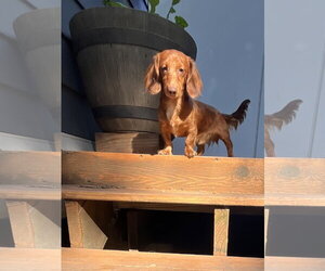 Dachshund Dogs for adoption in St. Louis Park, MN, USA