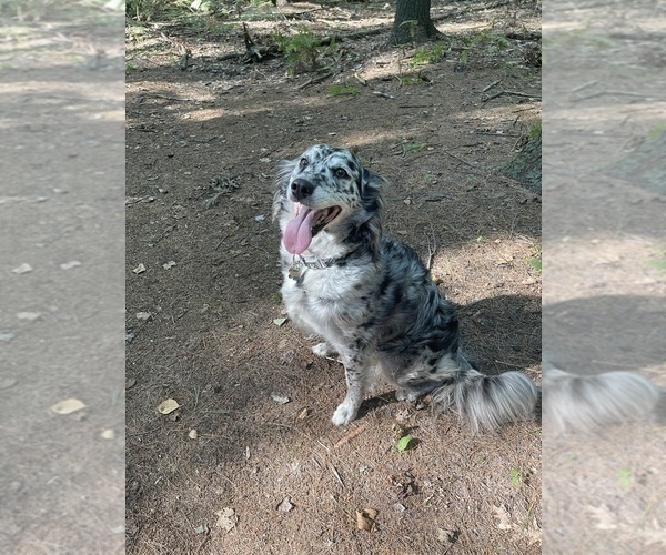 Medium Photo #1 Aussiedoodle Miniature  Puppy For Sale in COMMERCE, MI, USA