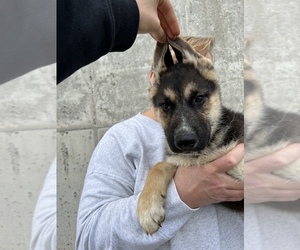 German Shepherd Dog-Siberian Husky Mix Puppy for sale in FRANKFORT, NY, USA