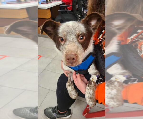 Medium Photo #4 Australian Shepherd-Unknown Mix Puppy For Sale in Springdale, PA, USA