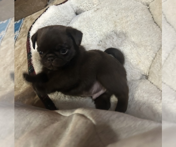 Medium Photo #3 Pug Puppy For Sale in BLOOMINGTON, IL, USA