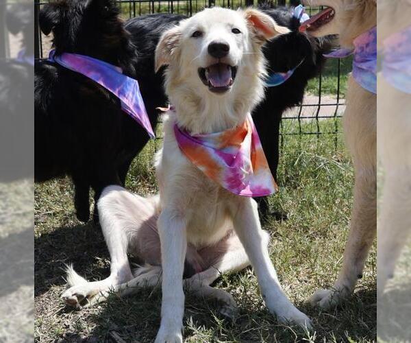 Medium Photo #1 Mutt Puppy For Sale in San Antonio, TX, USA