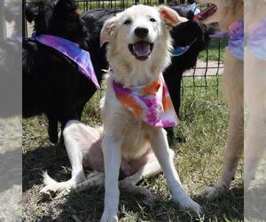 Mutt Dogs for adoption in San Antonio, TX, USA
