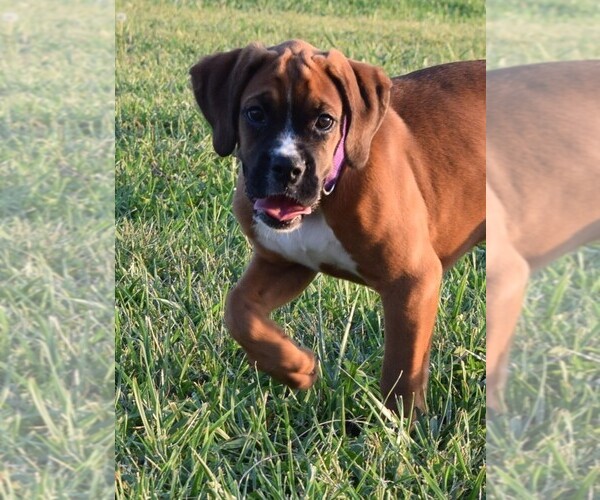 Medium Photo #14 Boxer Puppy For Sale in HUMBOLDT, NE, USA